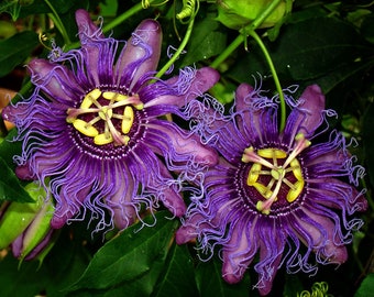 INCENSE Passion Vine~Passiflora Incarnata-Cincinnata~~Small Rooted STARTER Plant~~Purple Flower Yellow Fruit