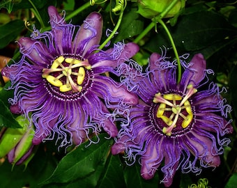 INCENSE Passion Vine~Passiflora Incarnata-Cincinnata~~Small Rooted STARTER Plant~~Purple Flower Yellow Fruit