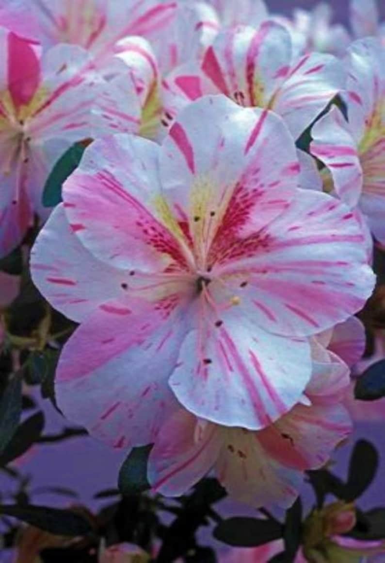Amy~~azalea Rhododendron Starter Plant~~splashed With Pink Stripes ...