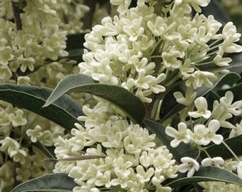 Fragrant Princess Dwarf Tea Olive (Osmanthus Kaori Hime) – Live Evergreen Shrub, 1 Quart, New Life Nursery