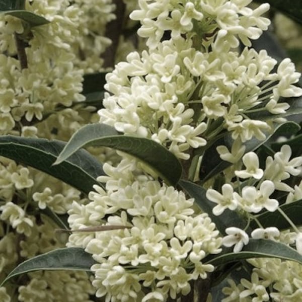 Fragrant Tea Sweet Olive Osmanthus fragran Rooted Starter Plant~~Absolutely Delightful Fragrance!