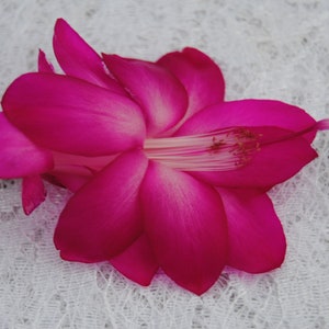 4&quot; Potted Sterling~Christmas Cactus Well Rooted Plant~Schlumbergera Truncata~AKA Thanksgiving Cactus,Zygo Cactus,Holiday Cactus