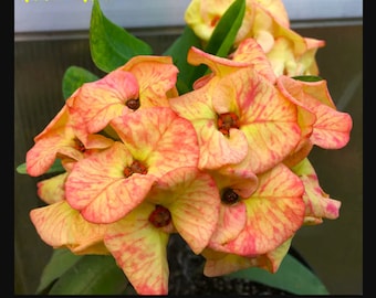 Chandra Yellow**Crown Of Thorns-Euphorbia Milii**Christ Plant**Very Small Well Rooted Starter Plant**2-4 Inches Tall**Extremely Rare Variety