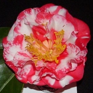 IWANE-SHIBORI**Bicolor Bloom**Camellia Japonica-Live Starter Plant