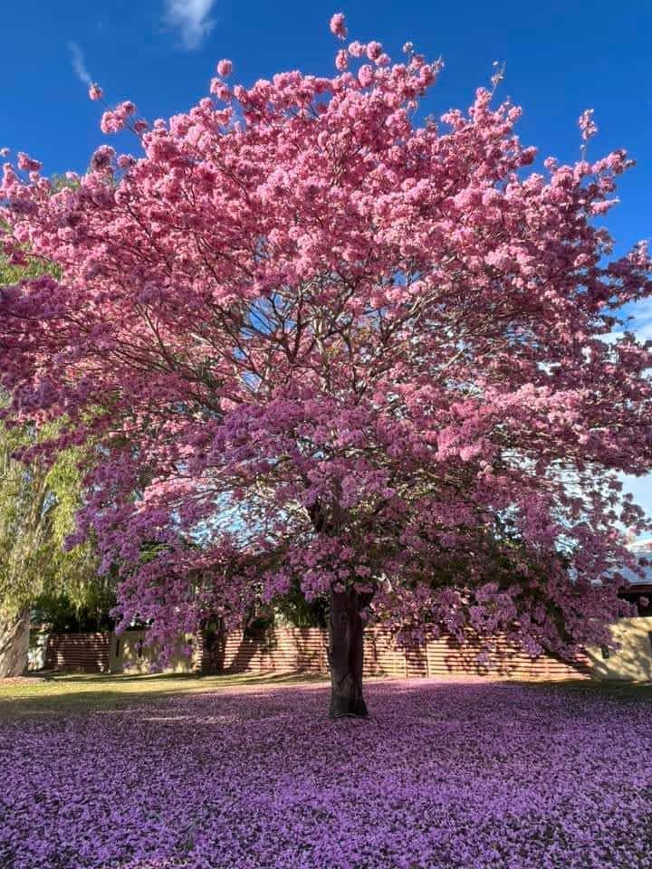 12 ”to 18” Tall “pink Tabebuia Trumpet” Tree-tabebuia Heterophylla