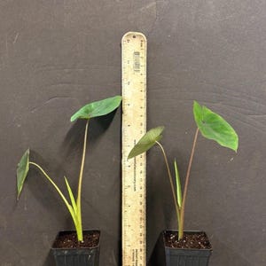 thumbnail image 2 of Black Lava Colocasia Elephant Ear – Small Rooted Starter Plant, Indoor/Outdoor, Tropical 2 of 6