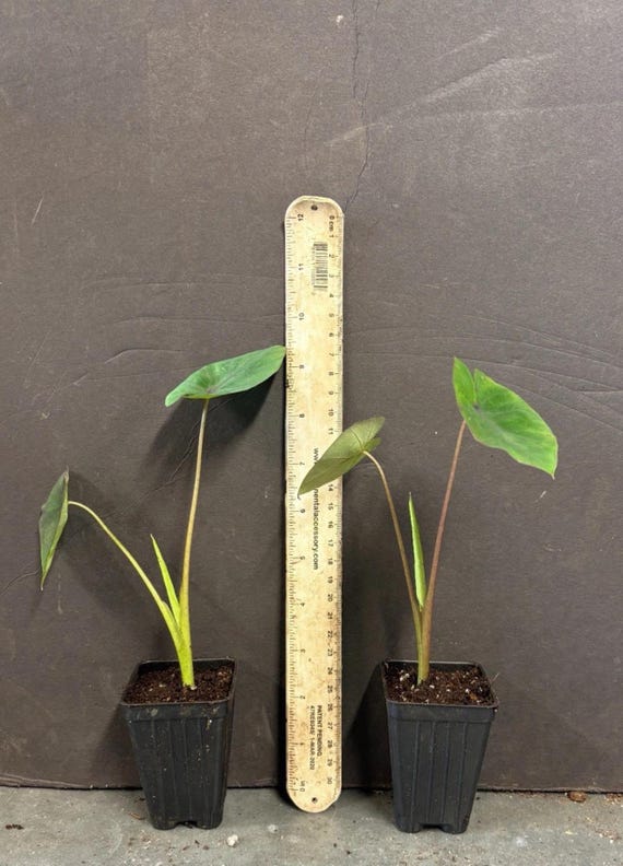 Blue Hawaii-colocasia Esculenta- Elephant Ear - SMALL ROOTED STARTER Plant-royal  Hawaiian Collection - Etsy
