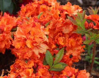 Gibraltar~~Deciduous Azalea Rhododendron~~Well Rooted LARGE Starter Plant~VIBRANT ORANGE~May be Dormant!