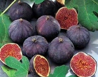 Seeds. VERY RARE Variety: Fig 'dwarf Panache' (striped Tiger