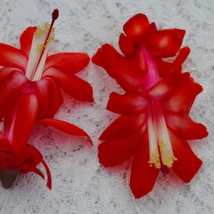 May include: Two red Christmas cactus flowers with white centers are shown against a white lace background.