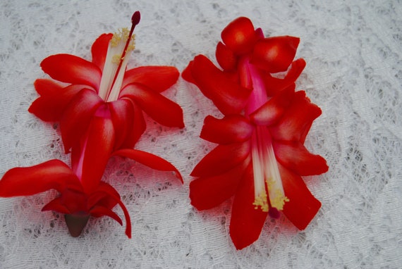Red Planet~christmas Cactus Well Rooted Starter Plant~schlumbergera  Truncata~aka Thanksgiving Cactus,zygo Cactus,holiday Cactus, Etc - Etsy
