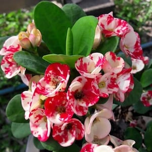LAI KANOK**Crown Of Thorns-Euphorbia Milii**Christ Plant**Very Small Well Rooted Starter Plant**2-4 Inches Tall**Extremely Rare Variety