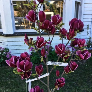 Genie~Magnolia Hybrid Tree~Deep Plum purple Fragrant Blooms! 20-28 Inches Tall~Large 1 Gallon Pot