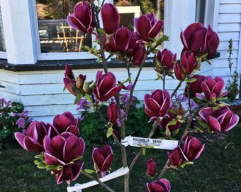 Genie~Magnolia Hybrid Tree~Deep Plum purple Fragrant Blooms! 16-20 Inches Tall~Large 1 Gallon Pot