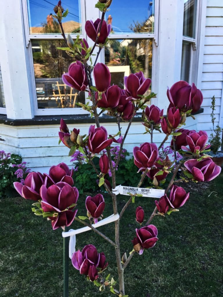 Genie~magnolia Hybrid Tree~deep Plum Purple Fragrant Blooms! 16-20