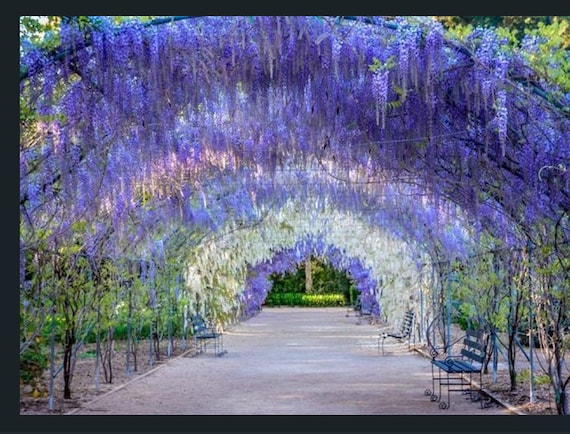 Blue Moon Wisteria Macrostachys Tree~well Rooted STARTER Plant! - Etsy