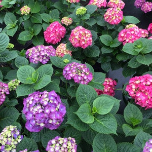 Lets Dance Big Band~~Hydrangea Starter Plant~~Blooms Purple Violet to Hot PInk~~Bloom Color depends on soil chemistry! Please see all pics!