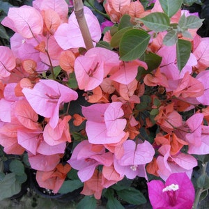K&ouml;nnte beinhalten: Nahaufnahme einer rosa und orangefarbenen Bougainvillea-Pflanze in Bl&uuml;te. Die Bl&uuml;ten sind zart und haben eine papierartige Textur.