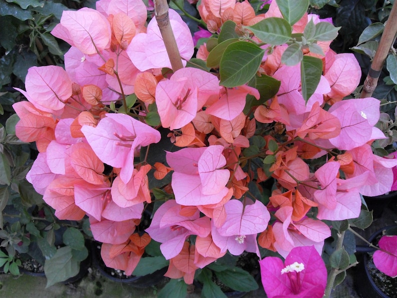 K&ouml;nnte beinhalten: Nahaufnahme einer rosa und orangefarbenen Bougainvillea-Pflanze in Bl&uuml;te. Die Bl&uuml;ten sind zart und haben eine papierartige Textur.