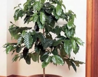ARABICA COFFEE BEAN Plant~Coffea arabica~Rooted Starter Plant~Easy to Grow~Brew Your Own Coffee!