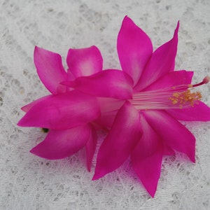 4&quot; Potted Fortune Queen~Christmas Cactus Well Rooted Plant~Schlumbergera Truncata~AKA Thanksgiving Cactus,Zygo Cactus,Holiday Cactus