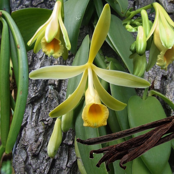 Vanilla Bean Orchid - Vanilla planifolia variegata Live STARTER Plant~ Grow Your Own Vanilla Beans! Solid Emerald Green Leaf Variety