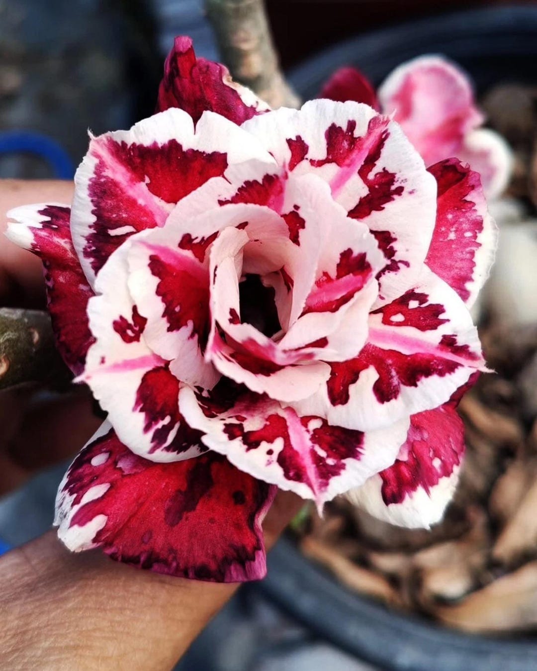 thumbnail image 2 of Barbie Desert Rose Adenium Obesum Seedling – Small Rooted Plant 4-6 Inches 2 of 6