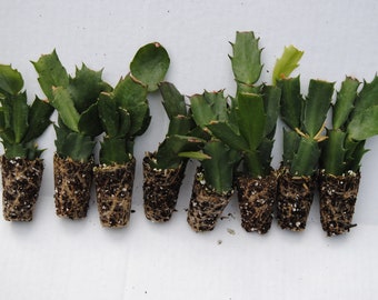 8 Different Named Varieties of Christmas Cactus/Schlumbergera Truncata Well Rooted STARTER Plants