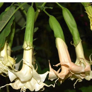 Southern Delight~~Angel Trumpet Brugmansia Tropical Plant~~Well Rooted STARTER Plant