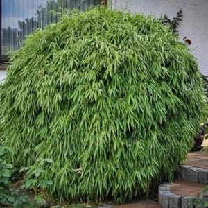 Rufa Clumping Bamboo-fargesia dracocephala-Rooted Plant-Non Invasive-Cold Hardy-18-24”