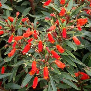 Live Bolivian Sunset Plant (Gloxinia Sylvatica) – Attracts Hummingbirds & Butterflies
