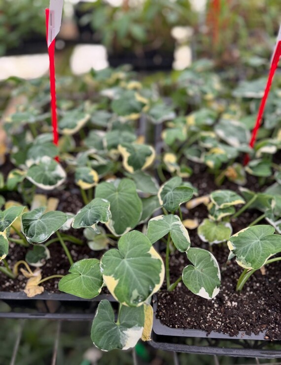 Mickey Mouse Xanthosoma Albo Marginata Variegated Alocasia