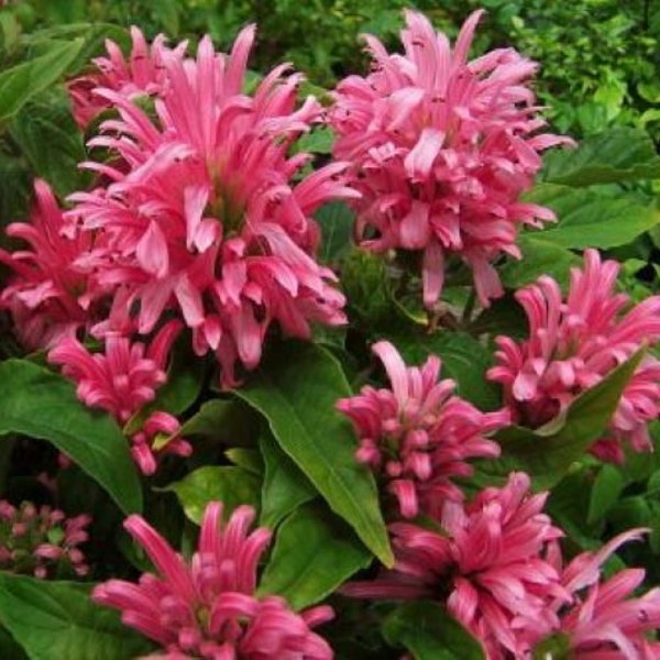 Pink Flamingo Justicia Carnea AKA as Brazilian Plume Jacobinia Plant~~Well Rooted "STARTER" Plant~~Beautiful Unique Easy to Grow Plant!