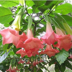 DWARF CHERUB~~Angels Trumpet Brugmansia Tropical Plant~~Beautiful Blooming Plant~~Well Rooted STARTER Plant