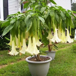 Super Nova~~Angel Trumpet Brugmansia Tropical Plant~~Beautiful Well Rooted STARTER Plant