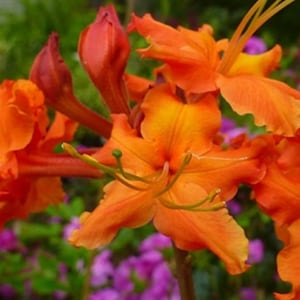 RED PEPPER~~Aromi Deciduous Azalea Rhododendron~~Well Rooted Starter Plant~~Please Read All Info & See All Pics!