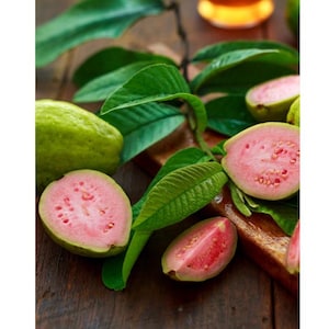 Bardie Pink Guava~ Pink Guava Plant~ Psidium guajava - Live STARTER Plant