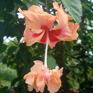 PEACH LION&#39;S TAIL** Pompom poodle Tail~~El Capitola Hibiscus Plant***Well Rooted Starter Plant!