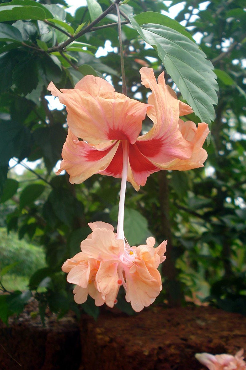 PEACH LION'S TAIL** Pompom poodle Tail~~El Capitola Hibiscus Plant***Well Rooted Starter Plant!