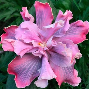 Marianne Charleton**Small Rooted Tropical Hibiscus Starter Plant**Ships Bare Root***Very Rare!