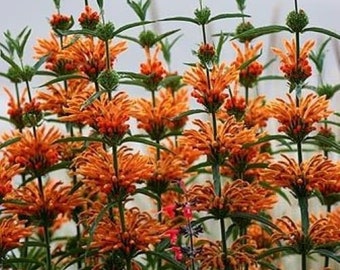 Lions Ear**Leonotis Leonurus**Lion's Ear Rooted Starter Plant*RARE HTF~~Atrracts Butterflies & Hummingbirds!