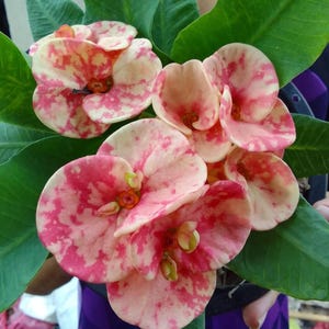 Sedthee Rama 2-Crown Of Thorns-Euphorbia Milii**Christ Plant**Very Small Well Rooted Starter Plant**2 to 6 Inches Tall*