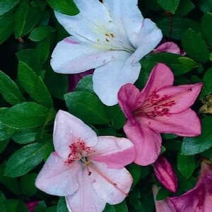 Tama No Hada~~Azalea Rhododendron Small Rooted Starter Plant~~