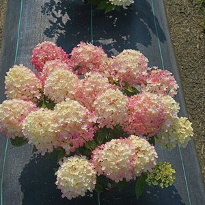Firelight Tid Bit~~Hydrangea Starter Plant~~Blooms from Snow White to Mauve Pink!