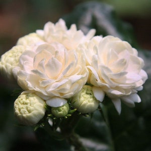 Grand Duke of Tuscany Jasmine~Jasminum Sambac~SMALL Rooted STARTER Plant~~Extremely Fragrant!