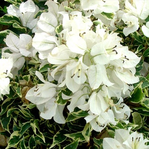 White Stripe Bougainvillea Small Well Rooted Starter Plant**Solid White Blooms on Variegated Leaves