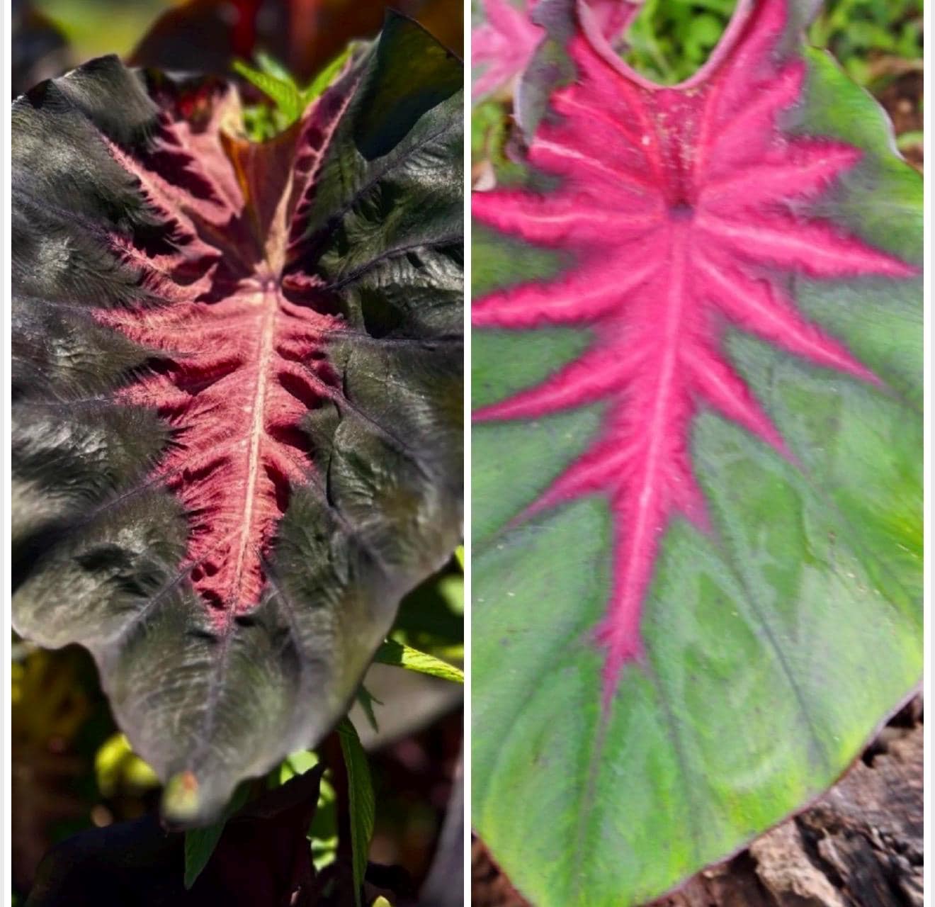 Madeira Star - Colocasia Esculenta- Elephant Ear - SMALL ROOTED