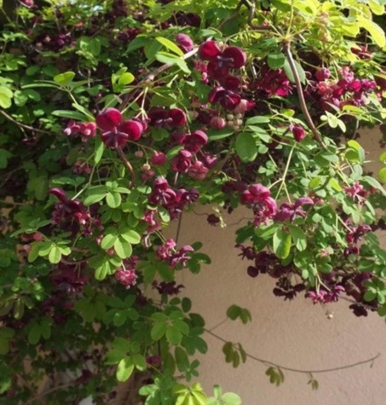 Chocolate Vine Akebia Quinata SMALL Rooted Starter Plant-edible Fruit ...