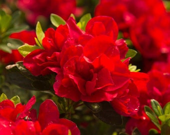 ENCORE AUTUMN BONFIRE~~Azalea Deciduous Well Rooted Starter Plant~Beautiful Double Red Blooms!!!