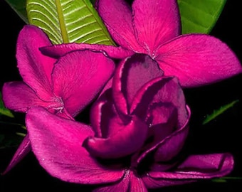 May include: A cluster of vibrant magenta plumeria flowers with soft, rounded petals arranged in a layered formation. The blossoms are accompanied by bright green, veined leaves that provide a sharp contrast against the deep black background.